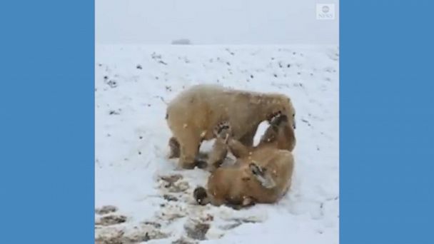 happy polar bear in snow