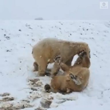 The bears spent the day rolling and sliding down a snowy hill at Yorkshire Wildlife Park in the U.K.