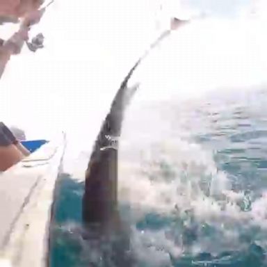 A fisherman in New Zealand was knocked off balance by a shark’s tail whip during a fishing trip.