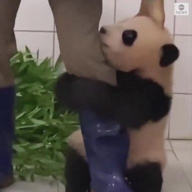 VIDEO: Baby panda hangs on to zookeeper