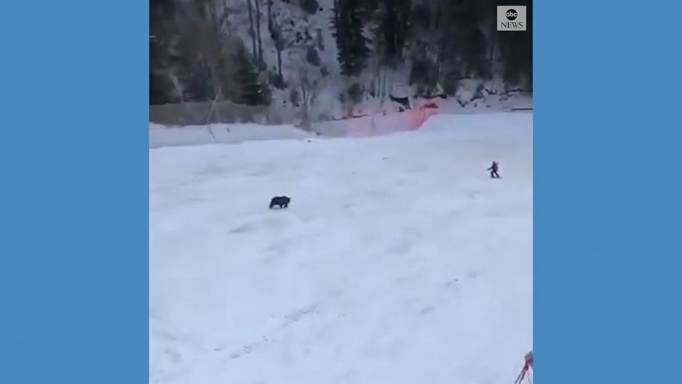 bear chases skier down mountain