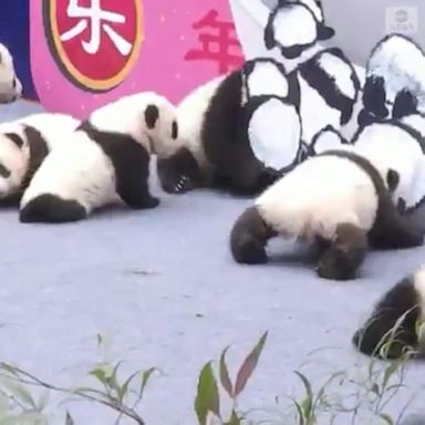 Fourteen baby pandas gathered at a research center in China for a Lunar New Year greeting.