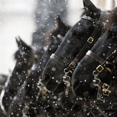 VIDEO: Headline: Horses, COVID-19 and basketball: World in Photos, Feb. 9