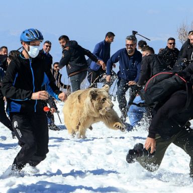 VIDEO: Bear released, Super Bowl, COVID-19 pandemic: Week in Photos