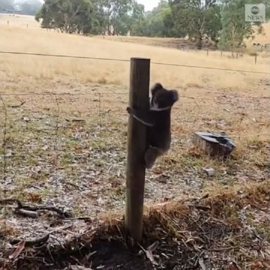 Three koalas, Burnadette, Bundy and Beau, were released into the wild after being rescued amid a bushfire in January.