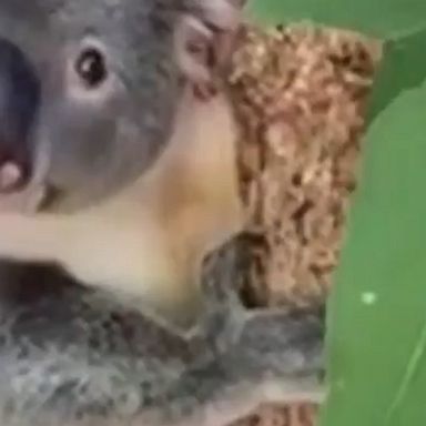 This koala, which was born without a foot, is the first of his species to get a custom-made prosthesis.