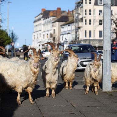 VIDEO: Roaming goats, violin music, a house moved: World in Photos, Feb. 22