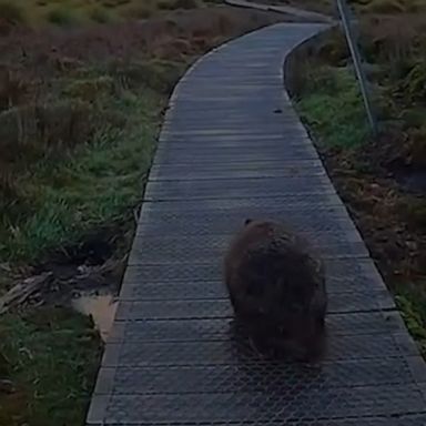 A wombat waddled along a boardwalk at Australia's Cradle Mountain in Tasmania.