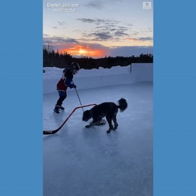 The pup, Stella, and her 11-year-old owner took to a backyard ice rink in Ontario to practice hockey skills.