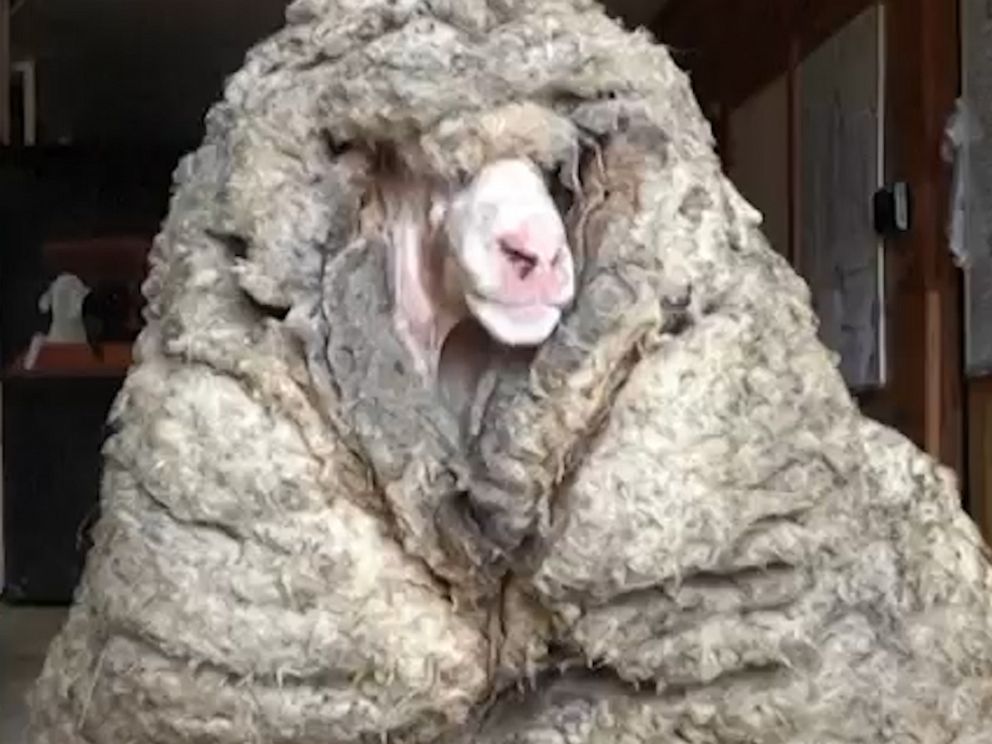 210224_abc_social_sheep_hpMain