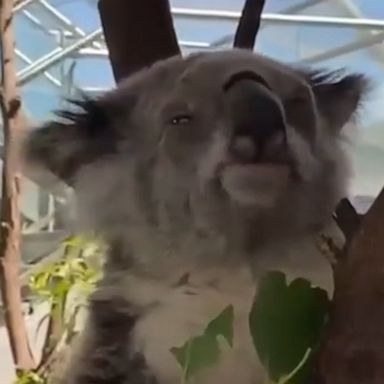 Sydney Zoo's oldest koala, Faith, celebrated her 16th birthday with a koala-friendly eucalyptus cake.