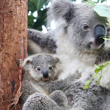 VIDEO: Koala, India and Indonesia volcano: World in Photos, March 2