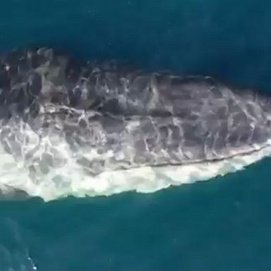 Drone footage captured a group of over 100 fin whales who return to the same spot off the Spanish coast every year.