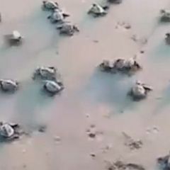 Baby sea turtles return to the ocean
