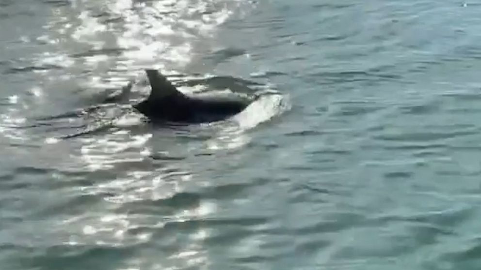 Dolphins spotted in Venice canal | GMA