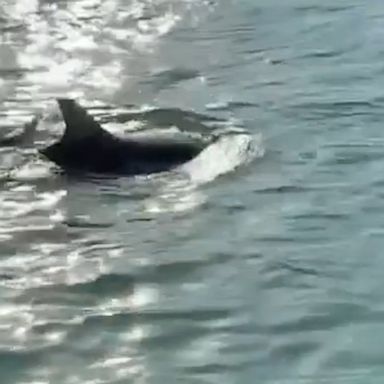 Dolphins were spotted in a Venice canal close to St. Mark's Square as the coast guard and wildlife specialists searched for the animals.