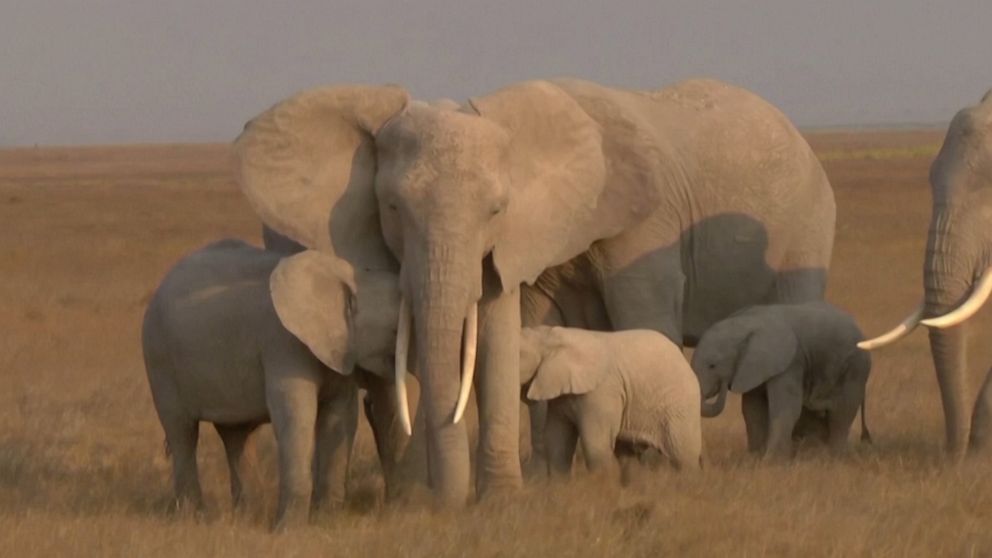 african-elephants-closer-to-extinction-than-ever-before