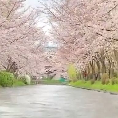 A view from a tour boat shows the cherry blossoms in the Japanese city of Kyoto.