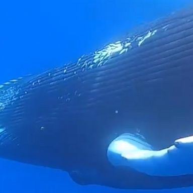 Freedivers get up close with a pod of majestic humpback whales off the coast of Bermuda.