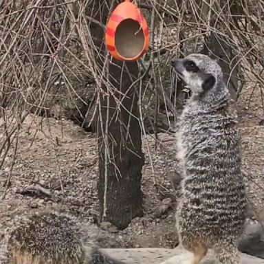 Meerkats and squirrel monkeys enjoyed an Easter egg hunt with painted eggs filled with sweet treats at the London Zoo.