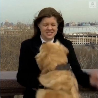 A dog in Moscow, Russia, must not have wanted to hear any more about winter weather -- grabbing a microphone from a reporter on the air and running away with it!