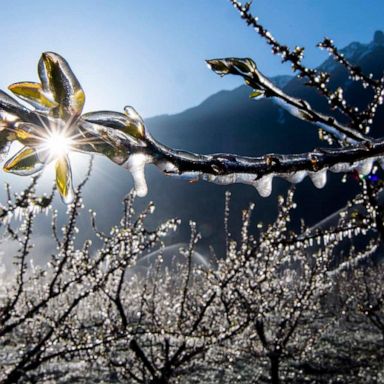 VIDEO: Ice-laced orchard, COVID restrictions, the Masters begins: World in Photos, April 8 