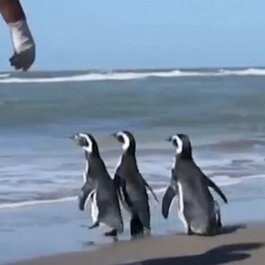 A dozen Magellanic penguins waddled back to the chilly seas off the coast of Argentina after being rehabilitated for a variety of health issues.