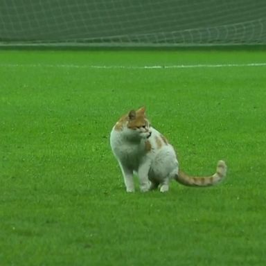 A cat makes its way on to a soccer field in Turkey as players break their fast on the first day of Ramadan.