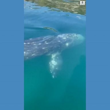 Boaters caught a glimpse of the grey whale in the Bay of Naples.