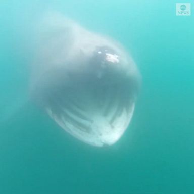 A kayaker off the coast of Ireland captured underwater footage of a basking shark.