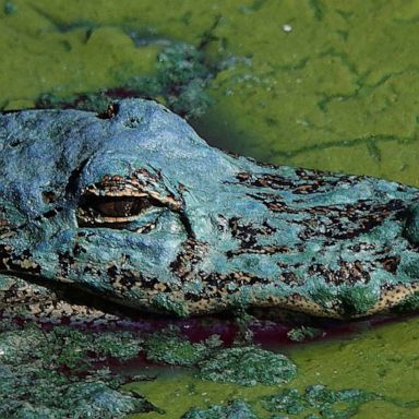 VIDEO: Alligator, India and 'Super Pink Moon': World in Photos, April 27