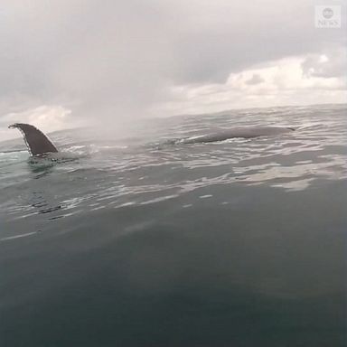  A kayaker off the coast of Ireland had a close encounter with two humpback whales swimming just beneath the surface of the water.