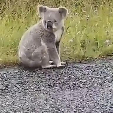 A man rescues a koala from the roadside and moves him to safety in Queensland, Australia.