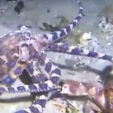 A fast-moving crab takes the first swipe against the octopus during an encounter in Port Philip Bay, Australia.