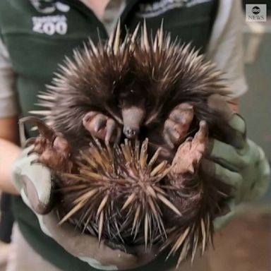 The Taronga Zoo in Sydney presented its short-beaked echidna puggle, one of two egg-laying mammals in the world, born at the zoo's breeding facility seven months ago.