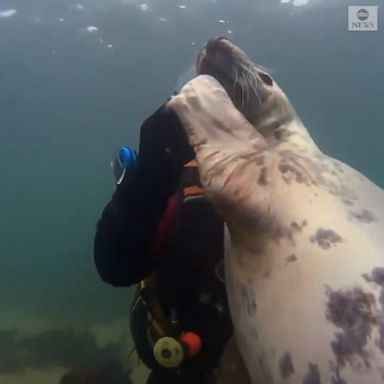 A diver caught a tender moment as the seal holds his hand during an underwater encounter off the northeast England coast. 