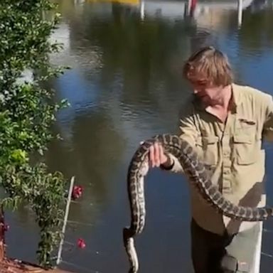 The giant python was hiding under a deck in Australia.