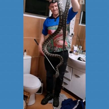 A snake catcher in Australia responded to a call to wrangle a large carpet python that made a home in a family's toilet paper basket.