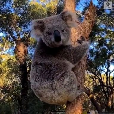 A koala found herself right at home, climbing up a tree after a routine health check at an Australian wildlife sanctuary.