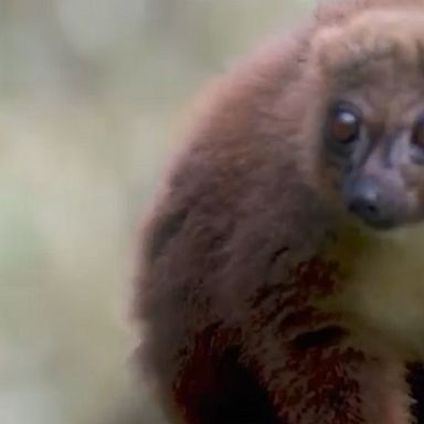 Chester Zoo staff celebrated the birth of a rare red-bellied lemur -- the first of its kind to be born there -- that weighed around 0.15 pounds.