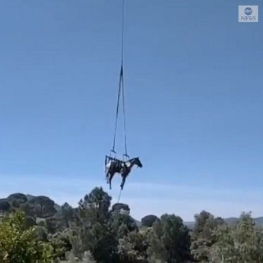 Firefighters in Spain rescued a horse to safety after the animal fell into a 13-foot pit. 