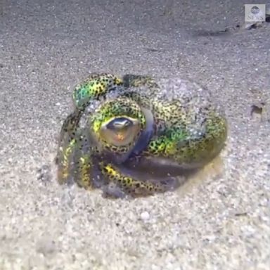 A tiny bobtail squid was spotted burying itself in the sand off the coast of Victoria, Australia, where it will stay before emerging at sundown to look for food.