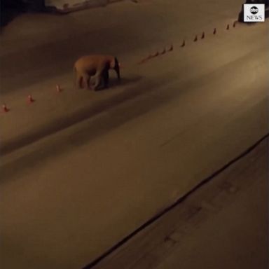 Authorities cleared the streets after a herd of 15 migrating Asian elephants wandered into an urban area from a nearby nature preserve.