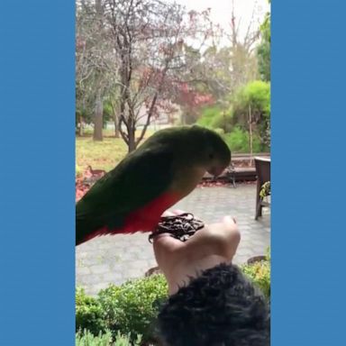 This nature photographer made friends with an Australian king parrot in her backyard — with a little bit of help from some bird feed.