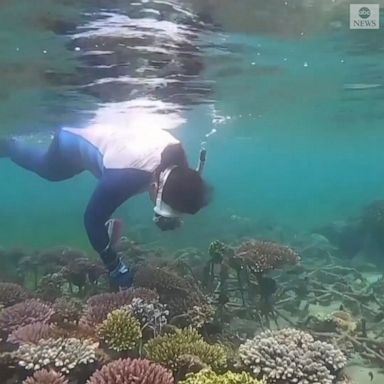 Conservationists are taking to the crystal-clear waters near Bali to try to save the world's biggest species of coral reef. 