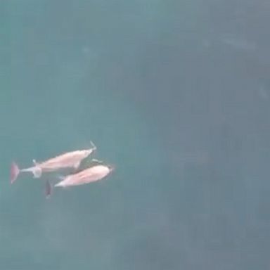 A lucky group of swimmers floated alongside a pod of dolphins at Australia's Coogee Beach.