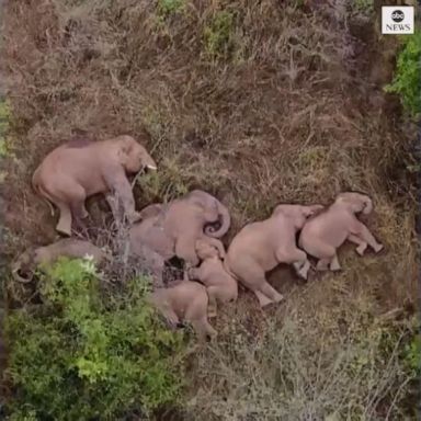 PHOTO: China's wandering elephant herd have become a viral sensation in the country, racking up hundreds of millions of views.