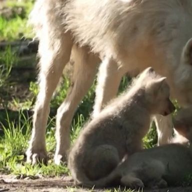 Five arctic wolf cubs born in April to parents Gery and Keysa spent the day frolicking in a wildlife park in Belgium.