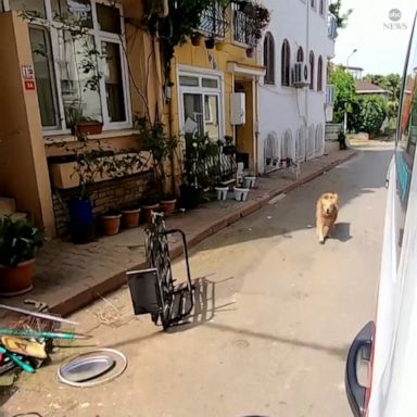 DOGGY DEVOTION: This four-legged friend refused to leave his owner after she was taken away in an ambulance, running behind the vehicle all the way to the hospital.