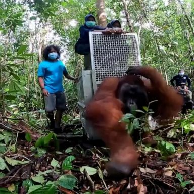 FREEDOM: An endangered male orangutan is rescued and released back into the wild in West Kalimantan, in Borneo, Indonesia.